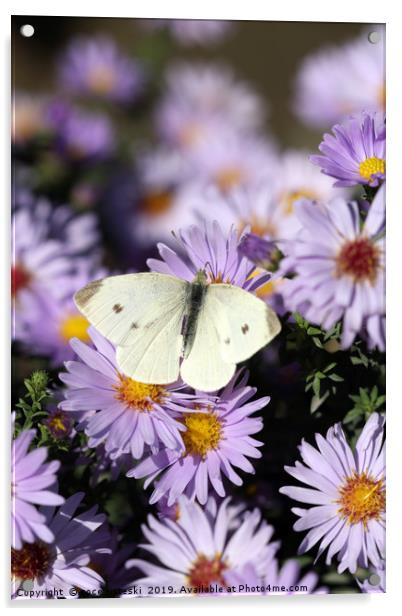 butterfly on flower nature background  Acrylic by goce risteski