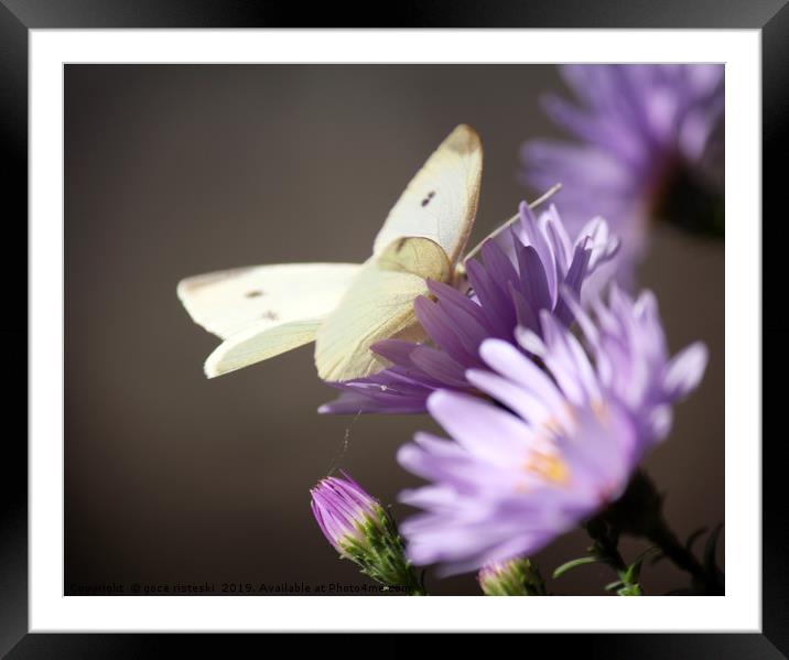 butterfly on flower nature scene Framed Mounted Print by goce risteski