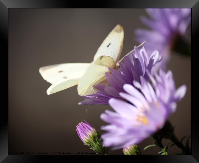 butterfly on flower nature scene Framed Print by goce risteski