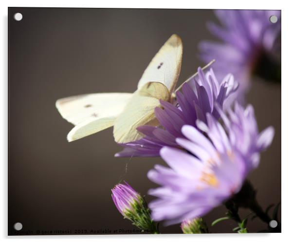 butterfly on flower nature scene Acrylic by goce risteski