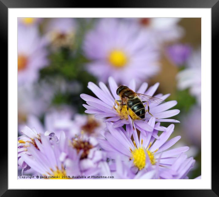 bee and autumn flower nature background  Framed Mounted Print by goce risteski