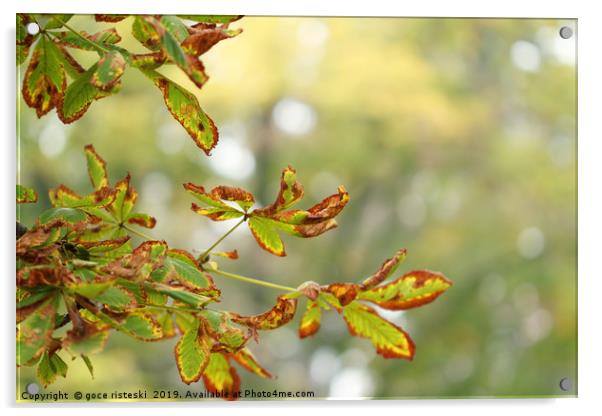 colorful autumn leaves nature background  Acrylic by goce risteski