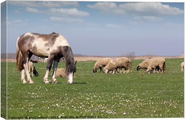 horse and sheep on pasture farm animals Canvas Print by goce risteski
