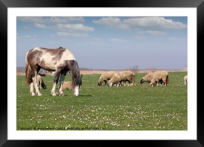 horse and sheep on pasture farm animals Framed Mounted Print by goce risteski