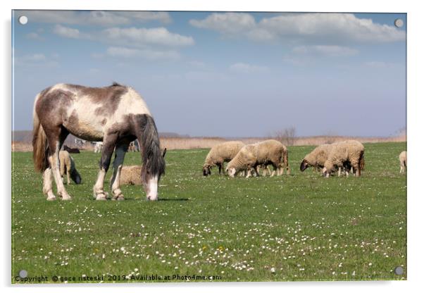 horse and sheep on pasture farm animals Acrylic by goce risteski