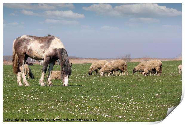 horse and sheep on pasture farm animals Print by goce risteski