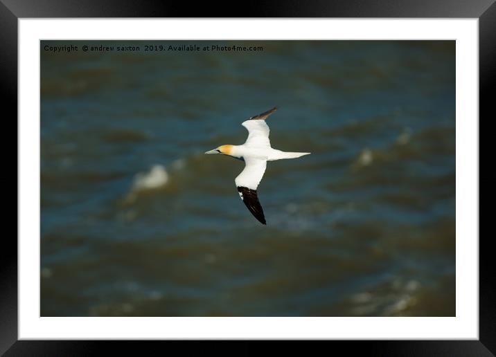 SEA FLYING Framed Mounted Print by andrew saxton