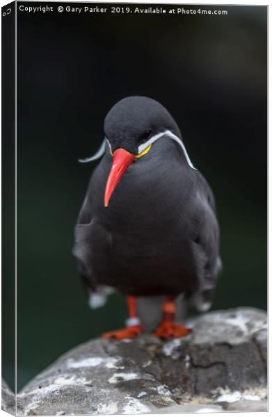 An Inca Tern, perched on a rock Canvas Print by Gary Parker
