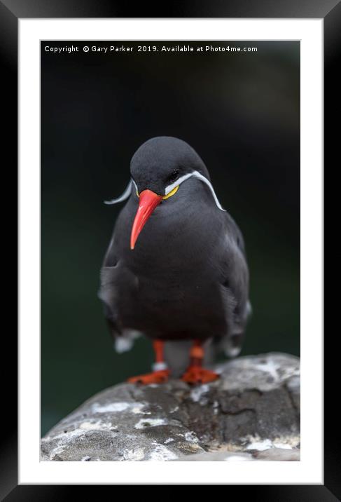 An Inca Tern, perched on a rock Framed Mounted Print by Gary Parker