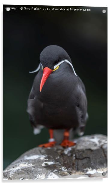 An Inca Tern, perched on a rock Acrylic by Gary Parker