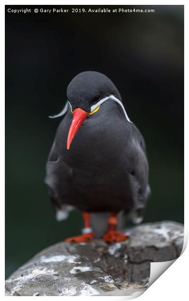 An Inca Tern, perched on a rock Print by Gary Parker
