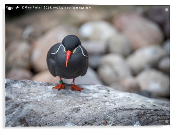 Inca Tern, perched on a rock	  Acrylic by Gary Parker