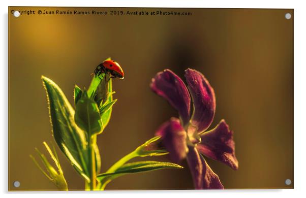 Ladybird on a sunny green leaf Acrylic by Juan Ramón Ramos Rivero