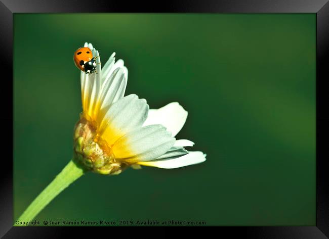Ladybird on daisy, chamomile isolated on green Framed Print by Juan Ramón Ramos Rivero