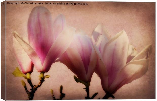 Spring Magnolia Canvas Print by Christine Lake