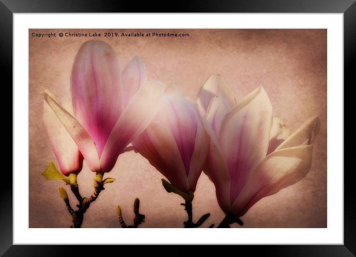 Spring Magnolia Framed Mounted Print by Christine Lake