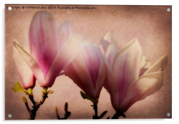 Spring Magnolia Acrylic by Christine Lake