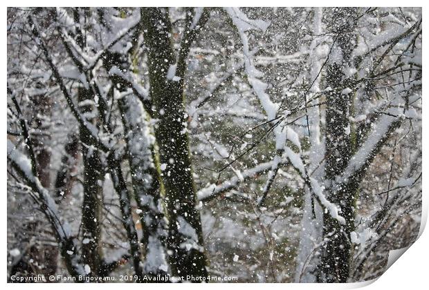 Snowy Trees  Print by Florin Birjoveanu