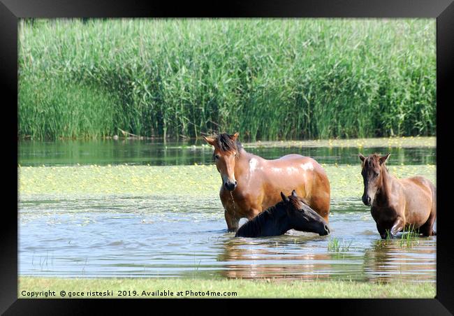 horses in water nature scene Framed Print by goce risteski