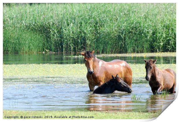 horses in water nature scene Print by goce risteski