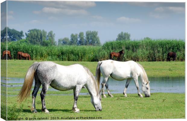 white horses on pasture farm scene  Canvas Print by goce risteski