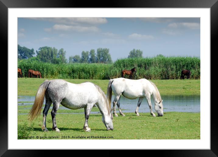 white horses on pasture farm scene  Framed Mounted Print by goce risteski
