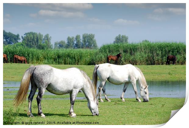 white horses on pasture farm scene  Print by goce risteski