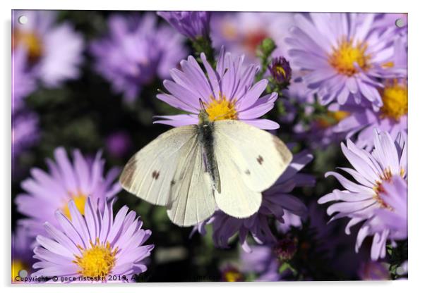 white butterfly on flower macro Acrylic by goce risteski