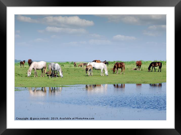 herd of horses on pasture by river Framed Mounted Print by goce risteski