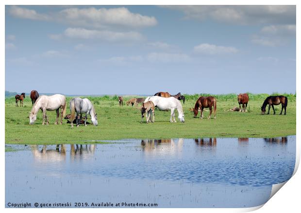 herd of horses on pasture by river Print by goce risteski