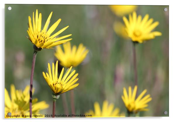 meadow with yellow flowers close up Acrylic by goce risteski