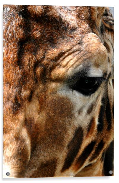 African Giraffe Amelopardalis Giraffa Acrylic by Andy Evans Photos