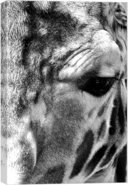 African Giraffe Amelopardalis Giraffa Canvas Print by Andy Evans Photos