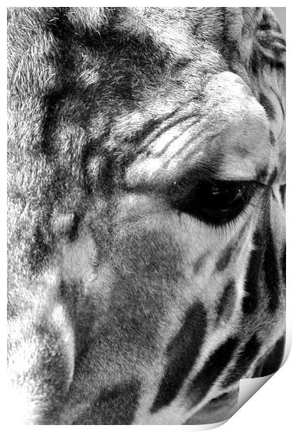 African Giraffe Amelopardalis Giraffa Print by Andy Evans Photos