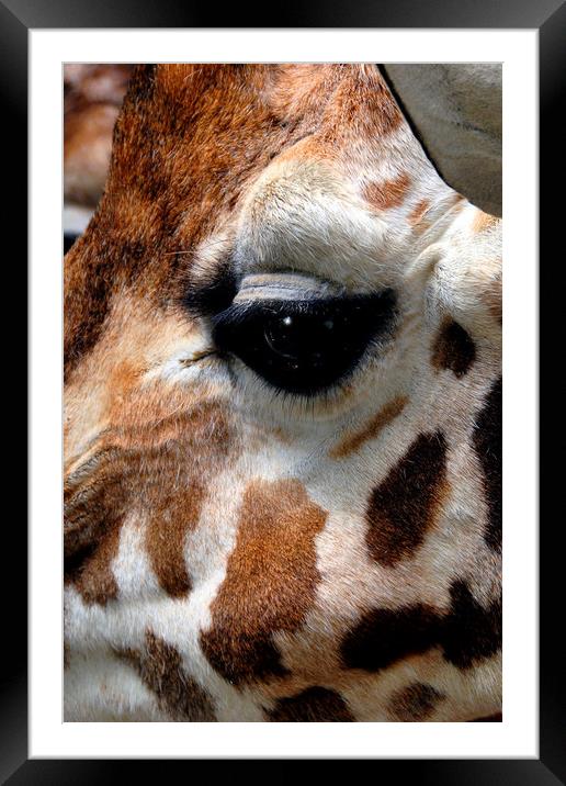 African Giraffe Amelopardalis Giraffa Framed Mounted Print by Andy Evans Photos