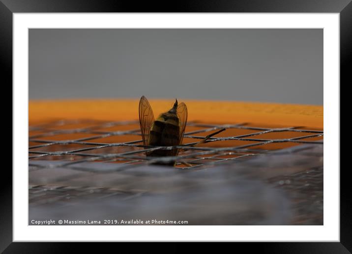 Macro bee sting Framed Mounted Print by Massimo Lama