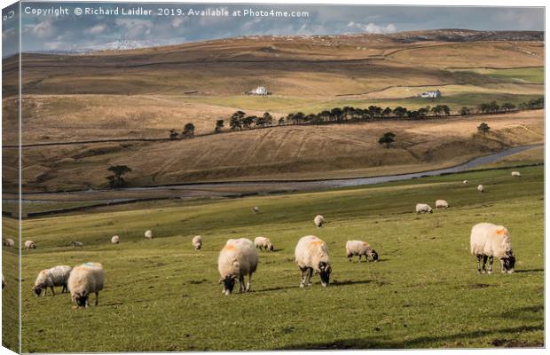 Early Spring Grazing, Upper Teesdale Canvas Print by Richard Laidler