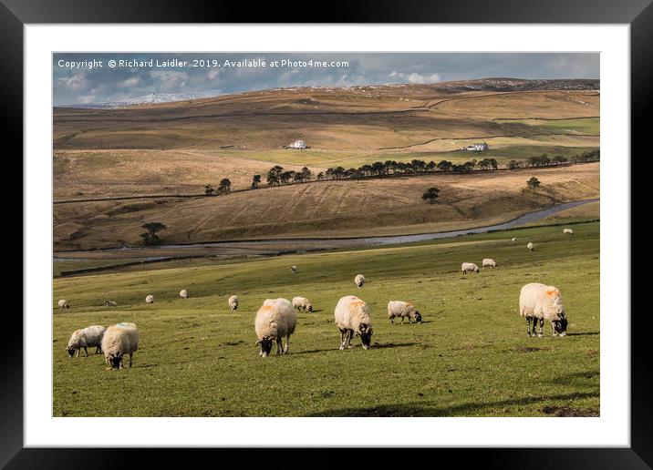 Early Spring Grazing, Upper Teesdale Framed Mounted Print by Richard Laidler