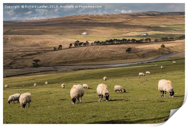 Early Spring Grazing, Upper Teesdale Print by Richard Laidler