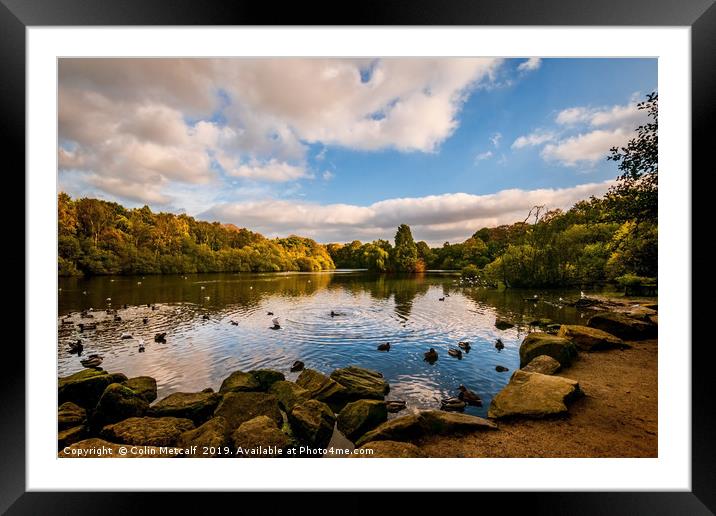 Golden Acre Park Framed Mounted Print by Colin Metcalf