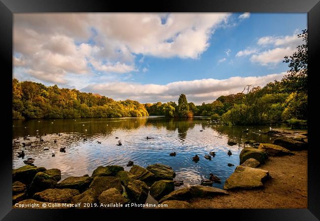 Golden Acre Park Framed Print by Colin Metcalf