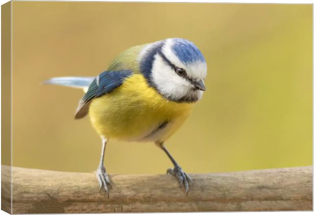 Watchful blue tit Canvas Print by Jonathan Thirkell