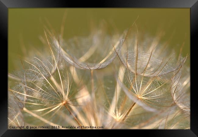 dandelion close up nature background  Framed Print by goce risteski