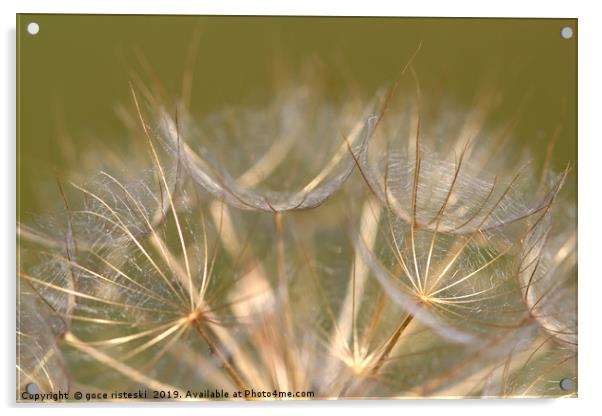 dandelion close up nature background  Acrylic by goce risteski