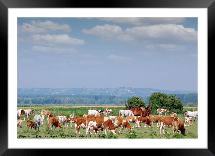 herd of cows on pasture Framed Mounted Print by goce risteski