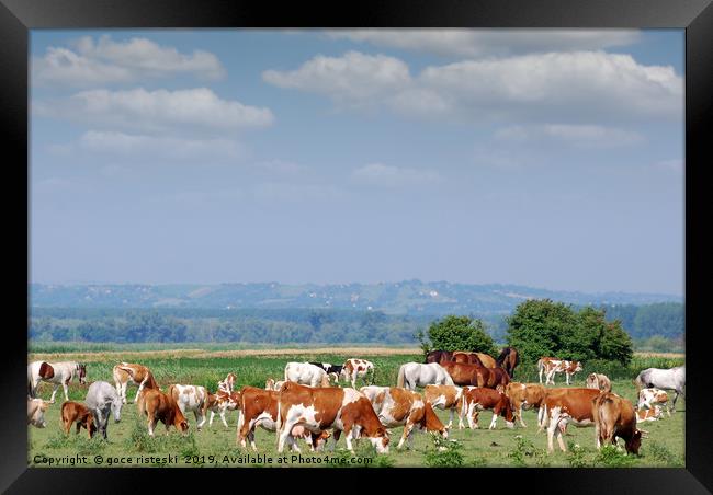 herd of cows on pasture Framed Print by goce risteski