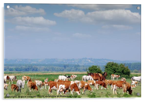 herd of cows on pasture Acrylic by goce risteski