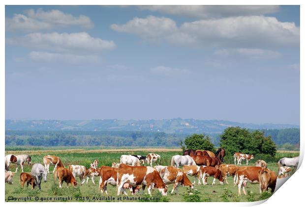 herd of cows on pasture Print by goce risteski