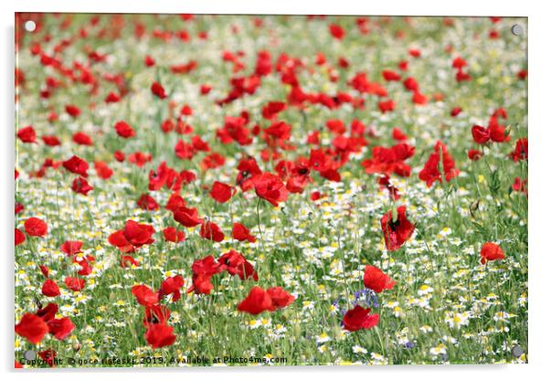 poppy and camomile wild flowers spring season Acrylic by goce risteski