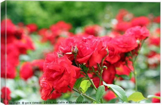 red roses flower garden spring season Canvas Print by goce risteski